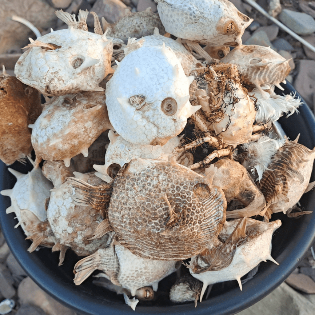 Photo by Jo Squirrell shows a bucket full of dead marine life inlcuding puffer fish.